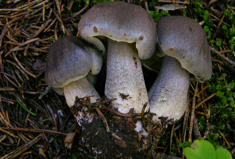 Proposta di studio di Tricholoma saponaceum